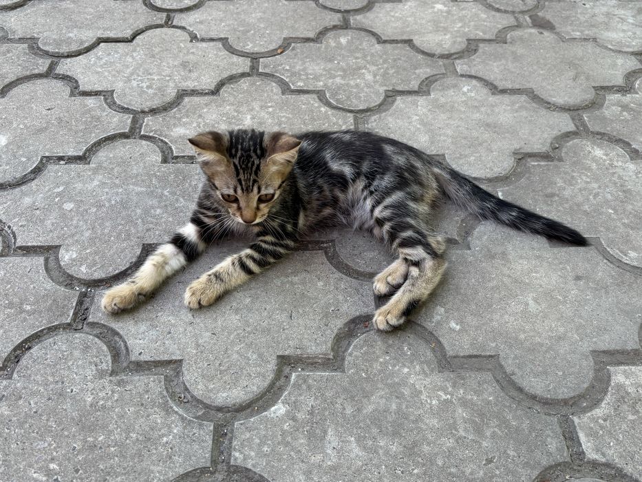 Котенок(2 месяца)