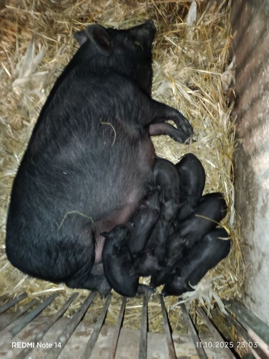 Продам в'єтнамські поросятка