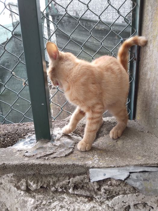Dou gatinha amarela saudável
