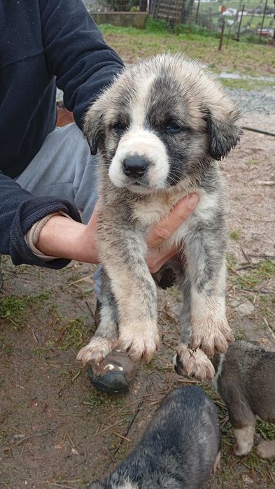 Rafeiros Alentejanos