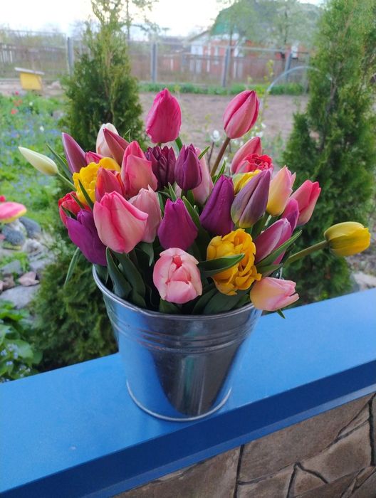 Тюльпани квіти букети