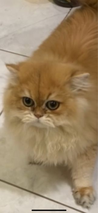 Длинношерстний кот котик  довгошерстний кошенята котята кошка