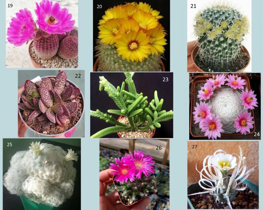 Кактуси, сукуленти для флораріума, мамілярія, гімнокаліціум
