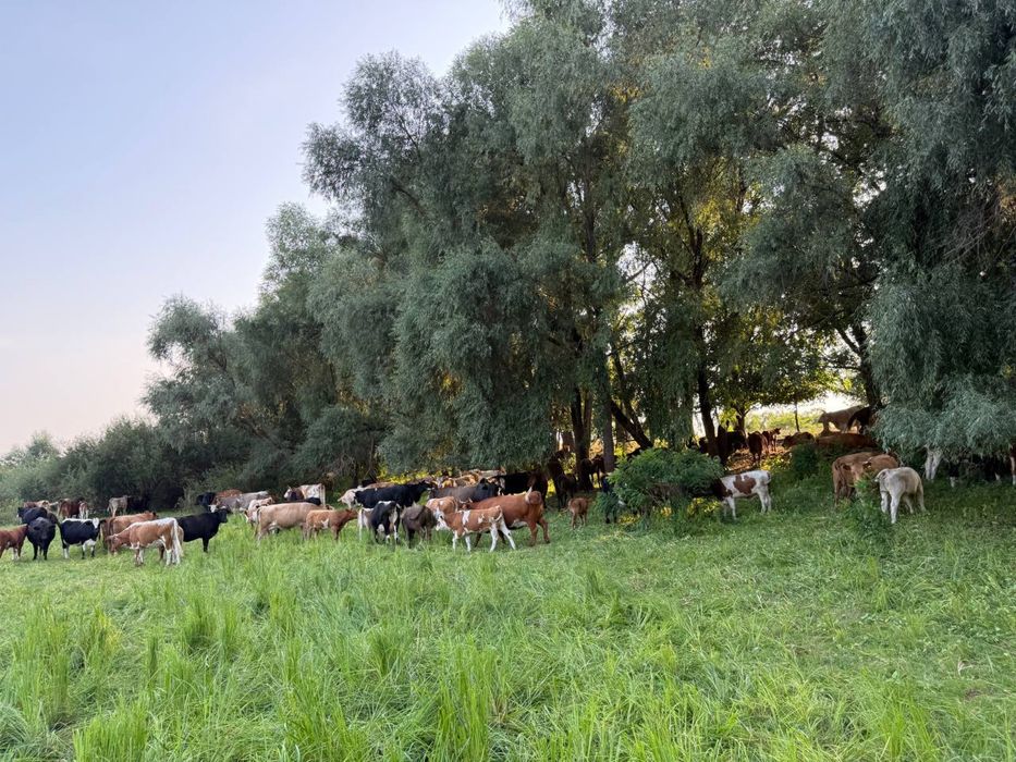 Продаж всіх корів, стадо