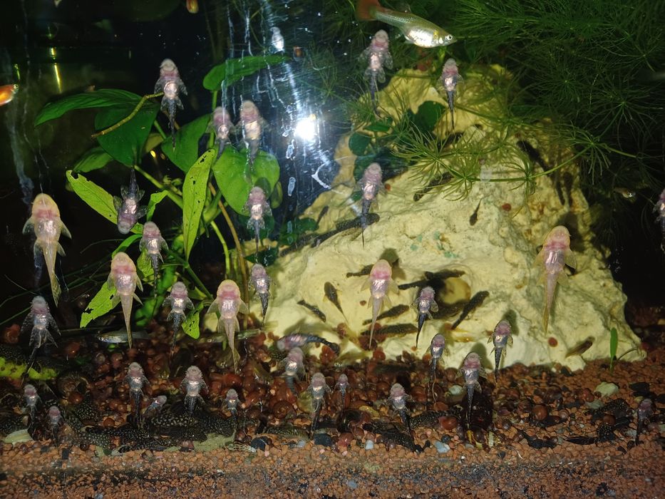 Rybki glonojady 4-5cm.