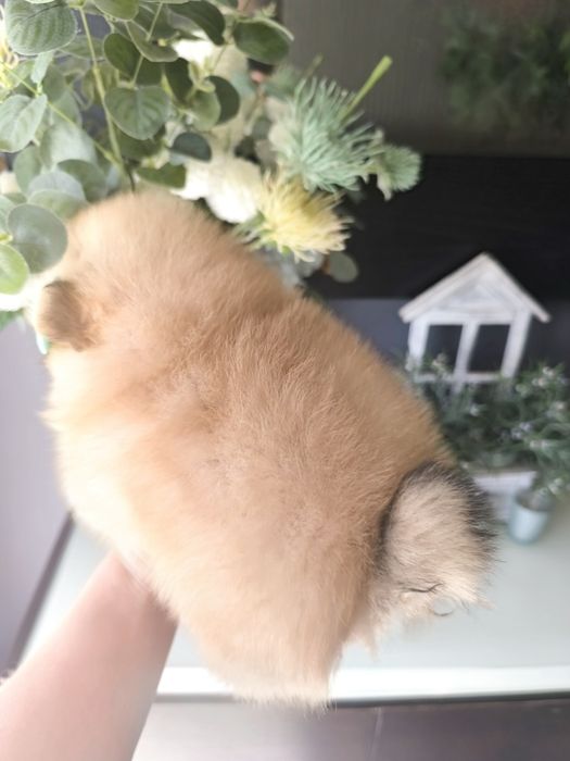 Lulu da Pomerânia. Ursinho Mini. Lop e Afixo . Russo.