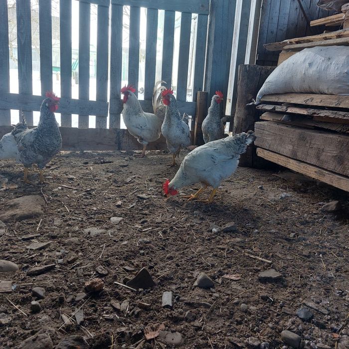 Продам півнів породи бірківська барвиста