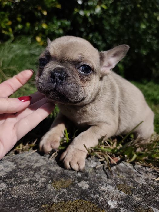 Bulldog blue fawn  macho