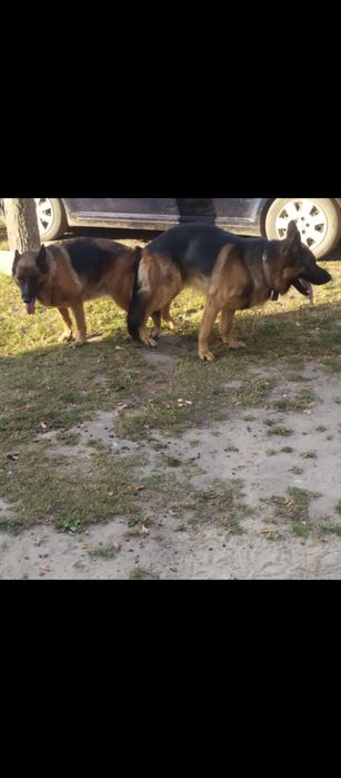 Кобель на в'язку