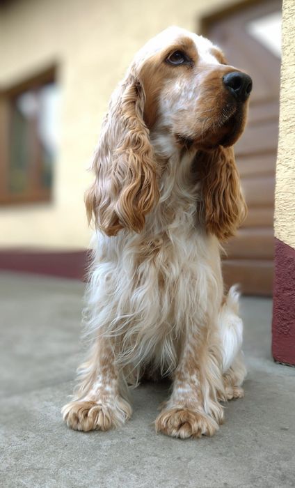 Cockapoo Spaniel&Pudel Miniaturowy