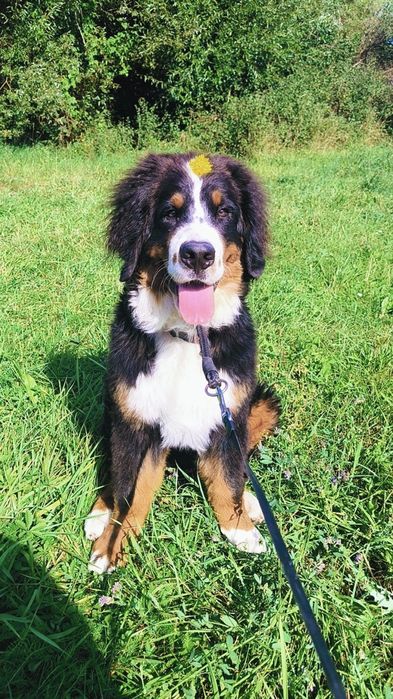 Domowy hotelik dla zwierząt