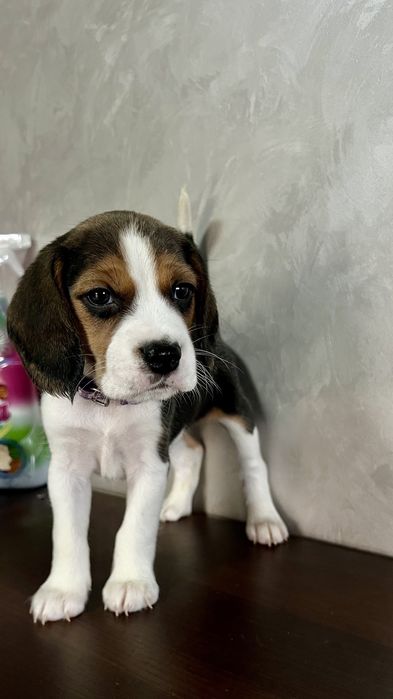 Бигль дети  выбор есть киев доставка