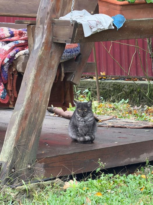 Котики в добрі руки
