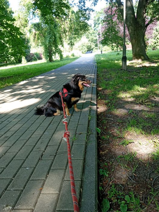 Oddam suczkę za darmo