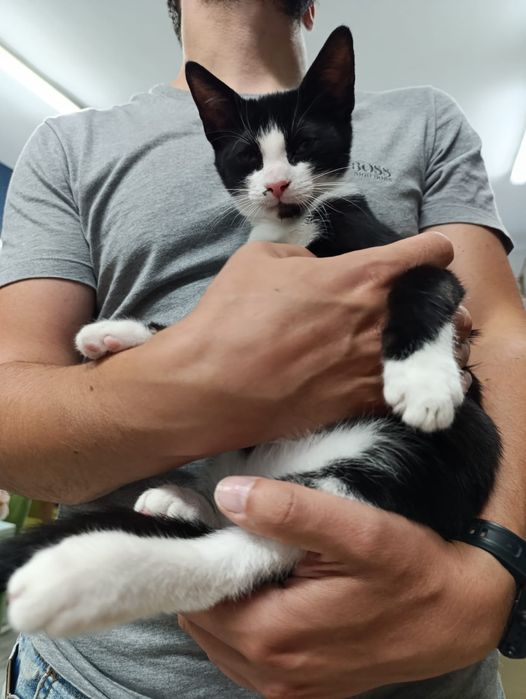 Kto pokochać Krówka ? adopcja Rybnik