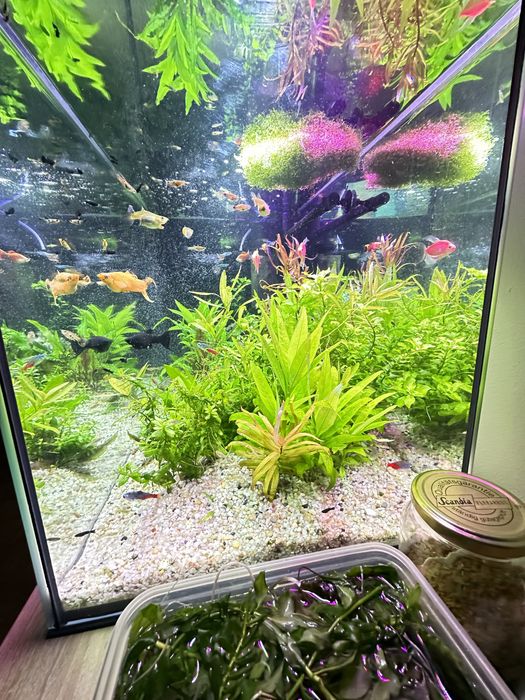 Sprzedam zestaw roślin i małych rybek.