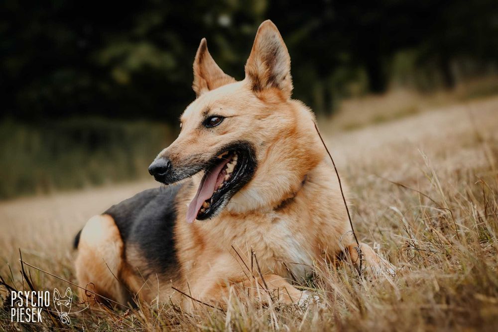 spokojny, łagodny pies czeka na dom
