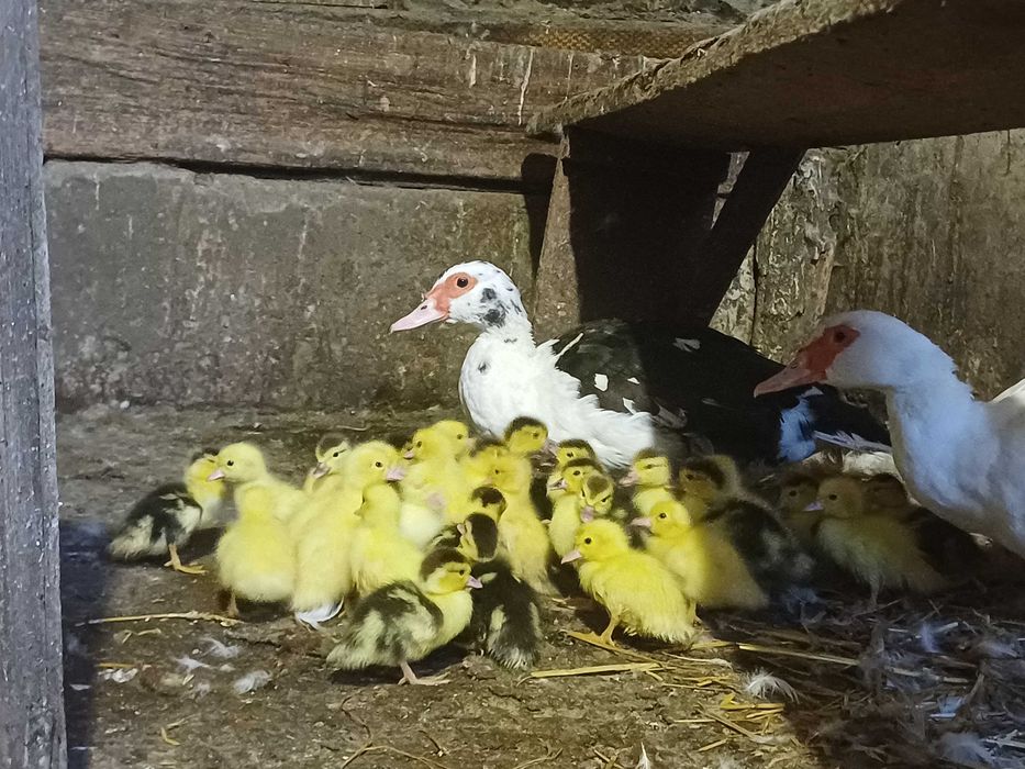 Продам качки, каченята. Ціна договірна