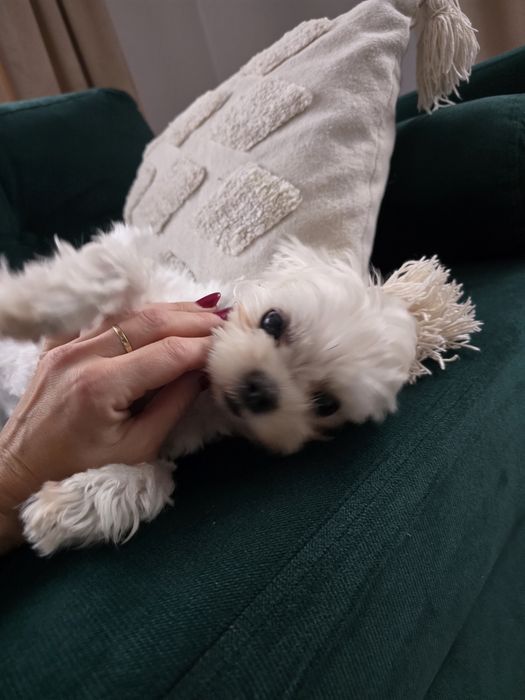 Maltańczyk - reproduktor