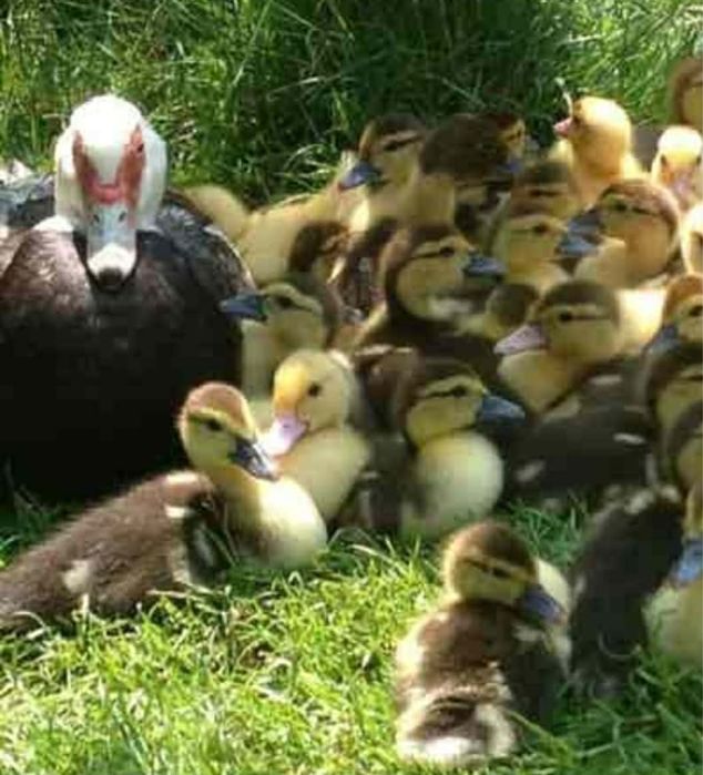 Patos mudos  pequenos