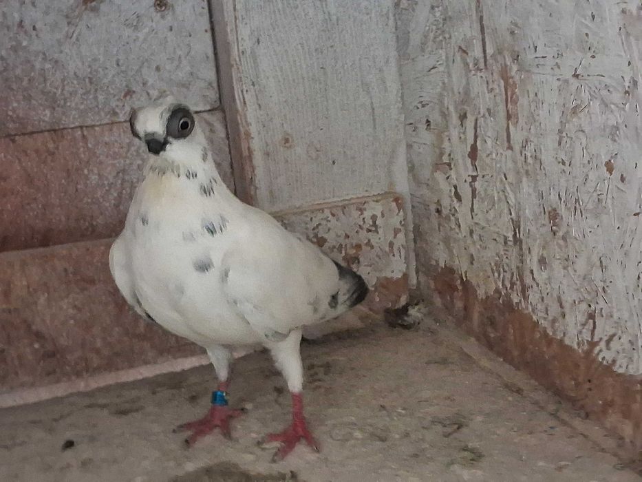 szek szeki para na białych ogonach