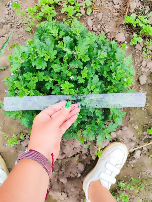 Хризантеми низькорослі шаровидні багаторічні різнокольорові