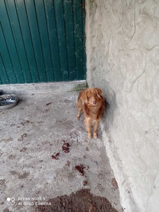 Отдам собаку в хорошие руки,добрый,игривый,любит людей