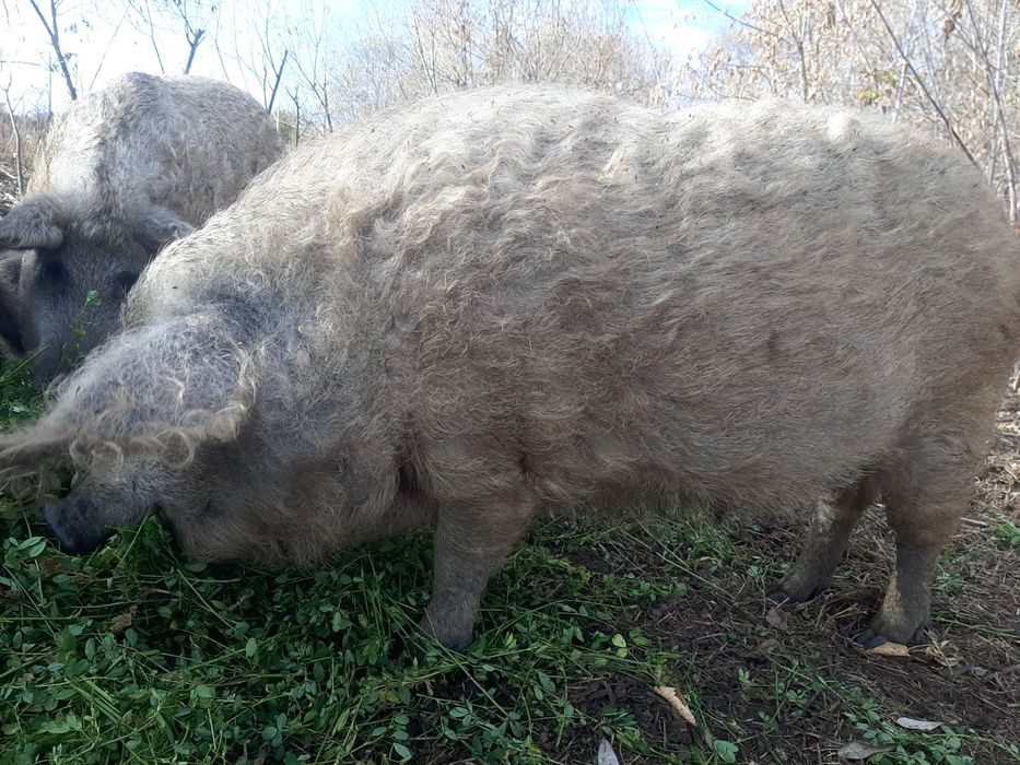 Продам свиней Венгерской Пуховой Мангалицы!