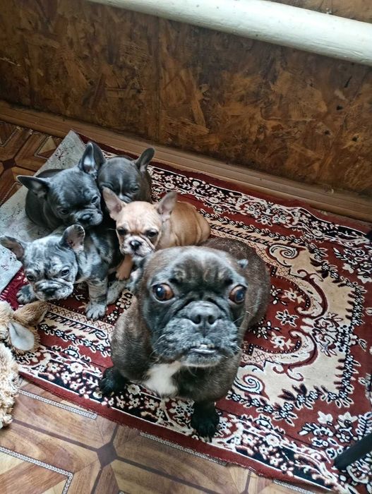 Французькі бульдожки