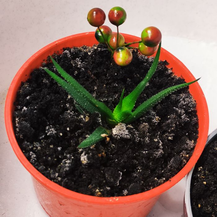 Хавортія міні)) стане твоєю улюбленицею))