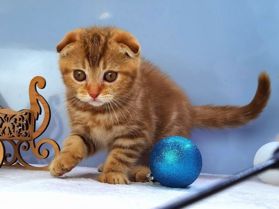 Вислоухий котик в новом окрасе циннамоновый мрамор. Документы