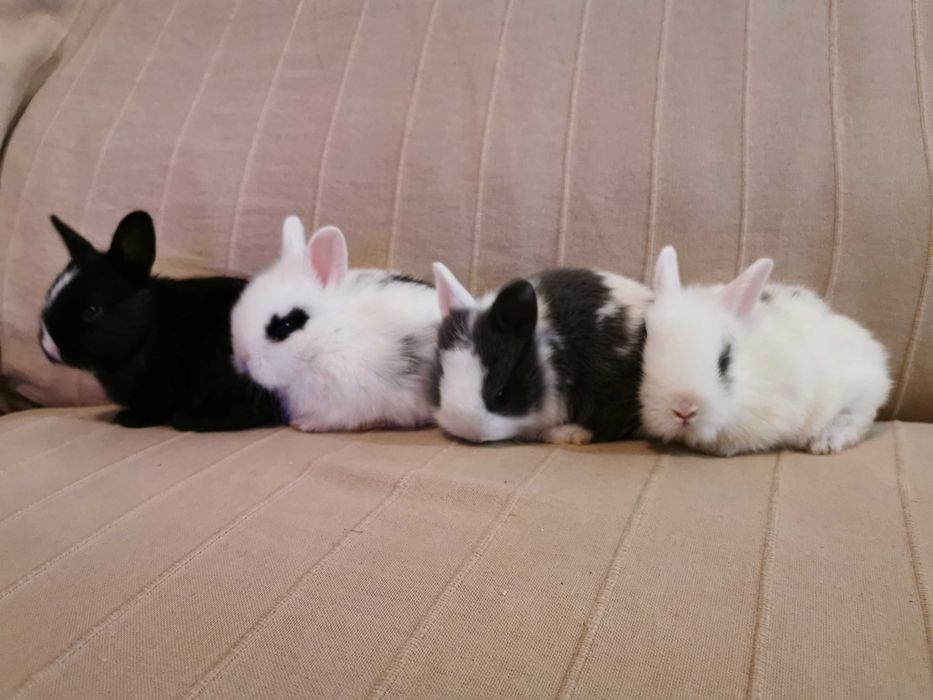 Coelhos anões angorá, holandês mini e minitoy muito fofos