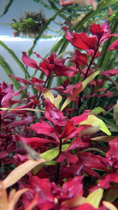 Ludwigia Super Red