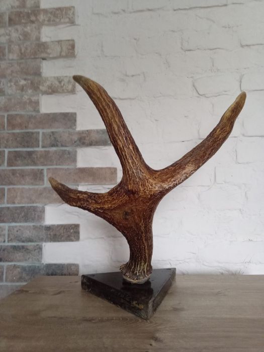 Продам Оленячі роги