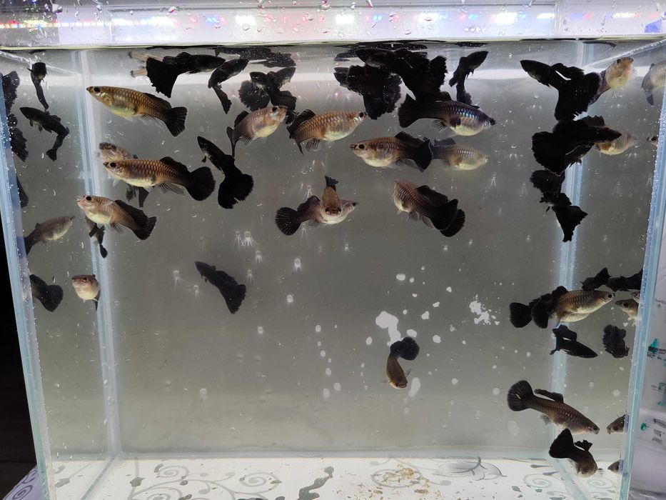 Gupik gupiki Black moscow long dorsal