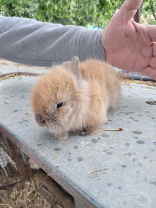 Króliki miniaturki teddy