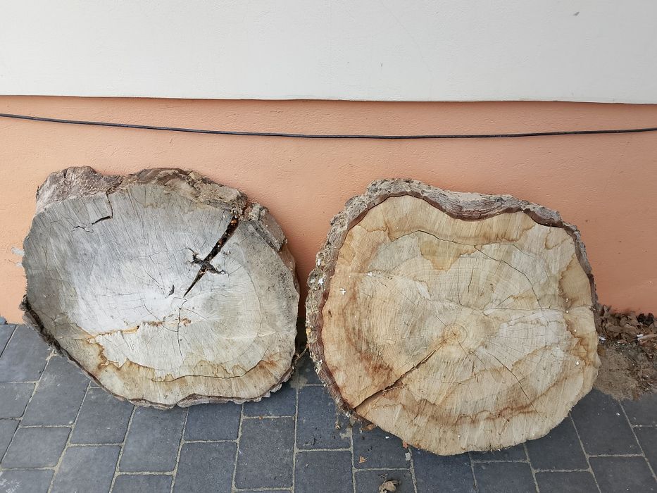 Plaster drzewa krążek orzech