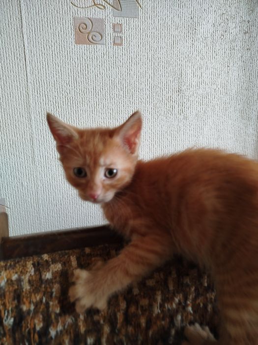 Отдам даром в хорошие руки котят и маму