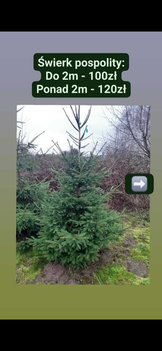 Choinki, świerki 2m i więcej