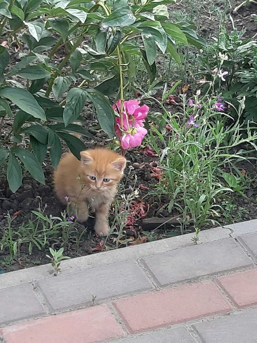 Кошенята в добрі руки