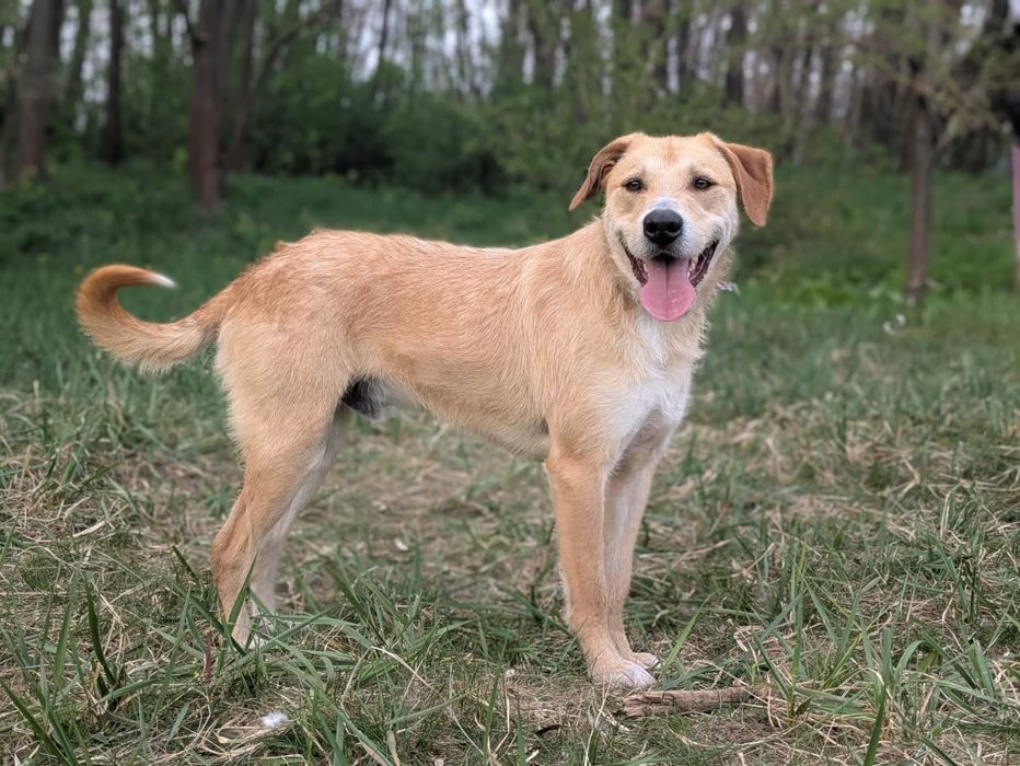 Kawaler - młody i energiczny pies do adopcji!