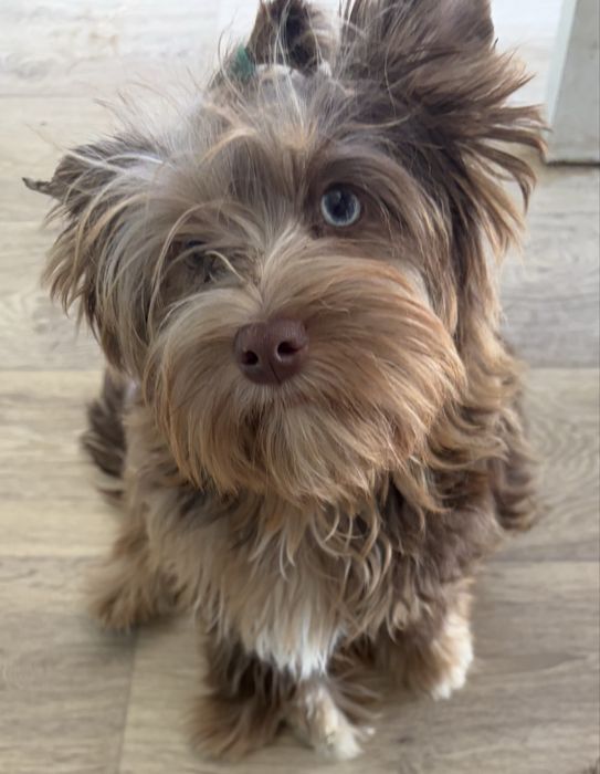 York choco merle Dumi