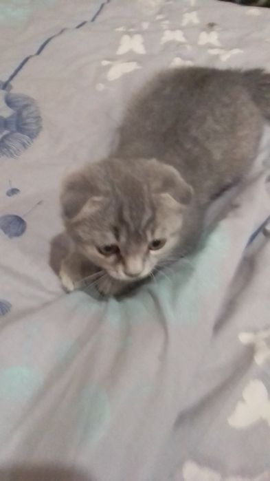 Продам шотландське кошеня.