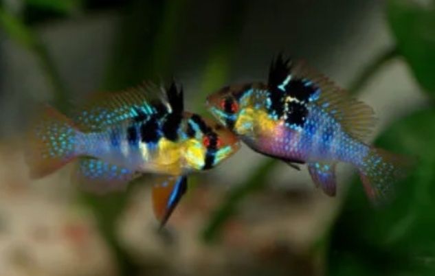 Ramirezi german blue