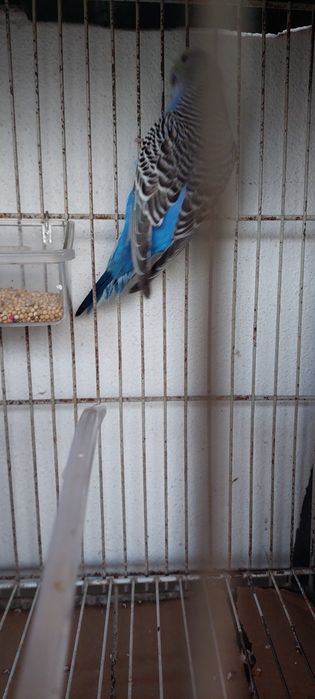 Periquita Australiana