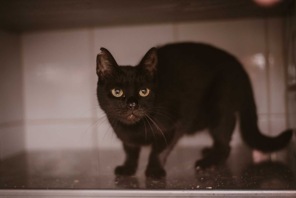 Żeliwka – serce z żeliwa, które czeka na iskrę