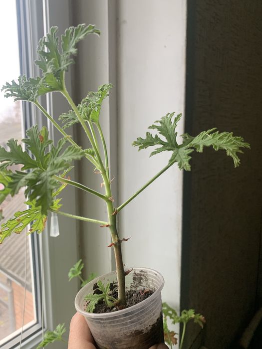 Душистая пеларгония с запахом лимона