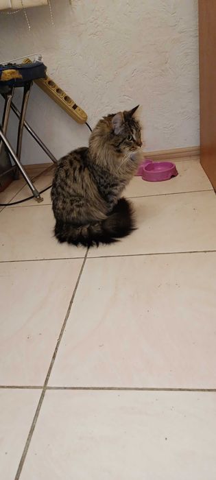 Красивые котята)