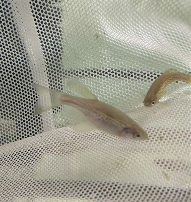 Danio Lamparcie.