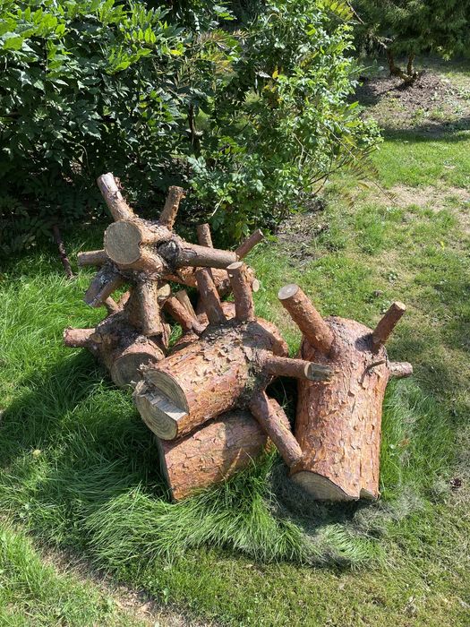 Sprzedam drzewo sosna